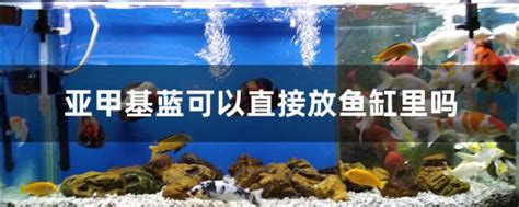 黃金葛可以放魚缸嗎|黃金葛可以放魚缸嗎？當然可以！黃金葛是一種適應能力強。